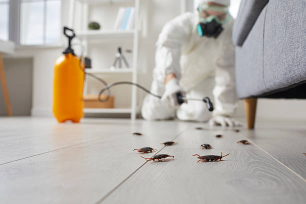 Commercial Rodent Management in Kenmore